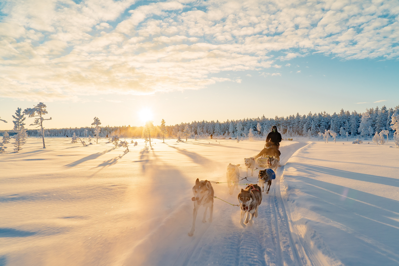 The Lapland Trip husky tocht