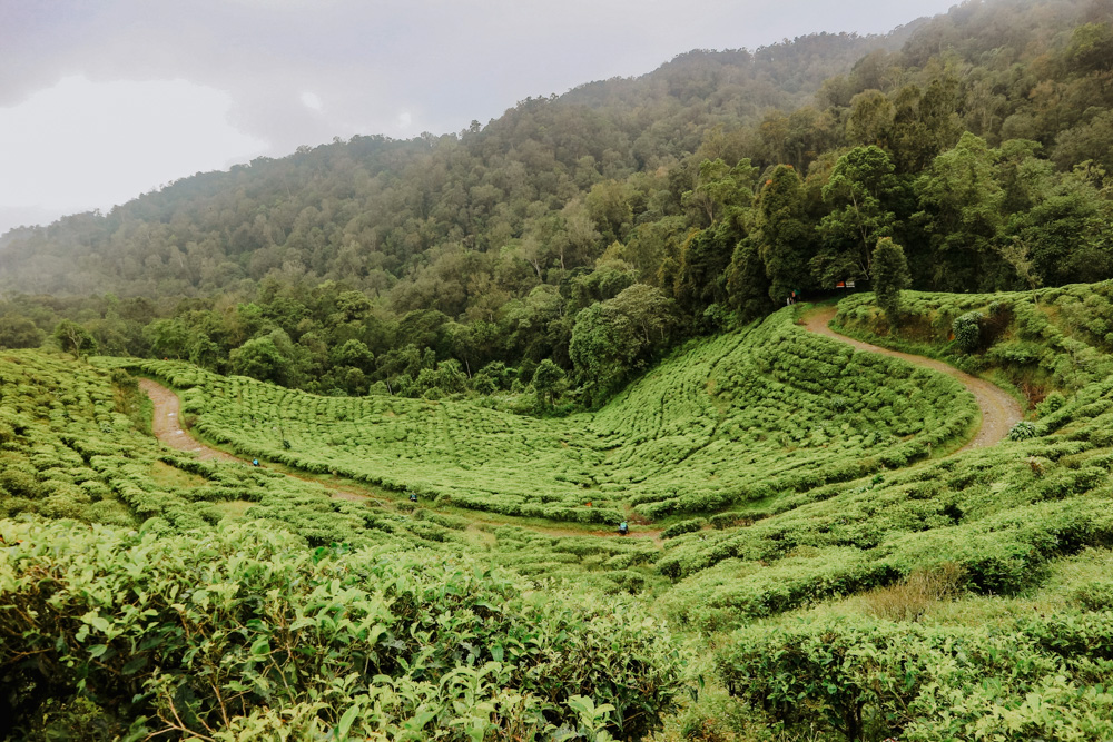 Theeplantages bogor java