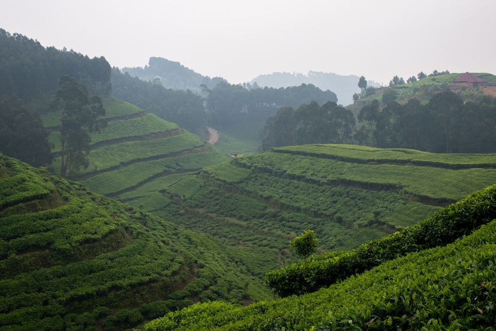 Theevelden Rwanda 1000 hills