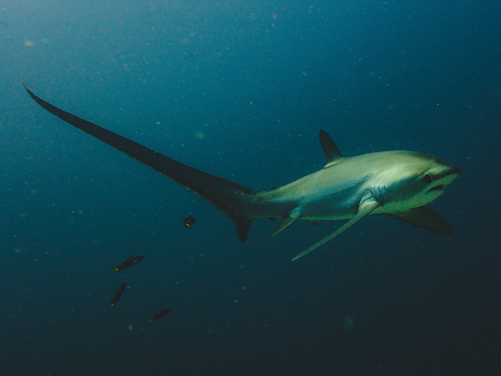 Thresher Shark, Malapascua