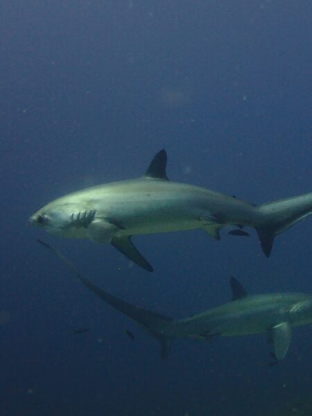 Thresher Shark duiken voshaaien malapascua