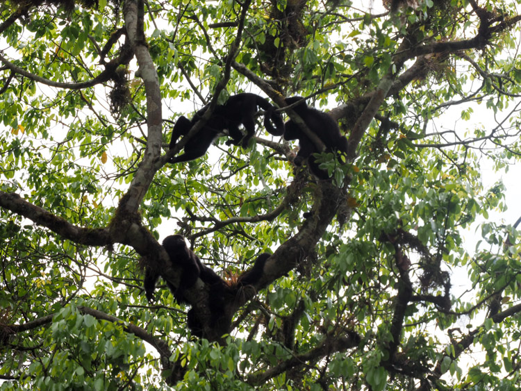 Tikal Guatemala jungle apen