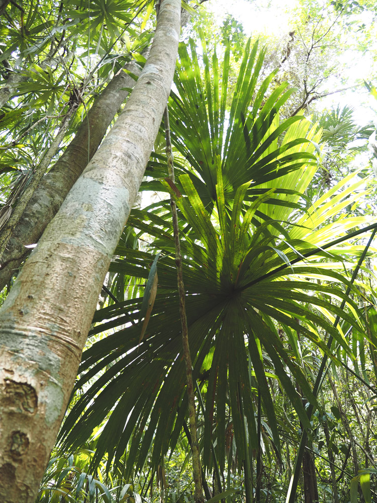 Tikal Guatemala jungle dieren