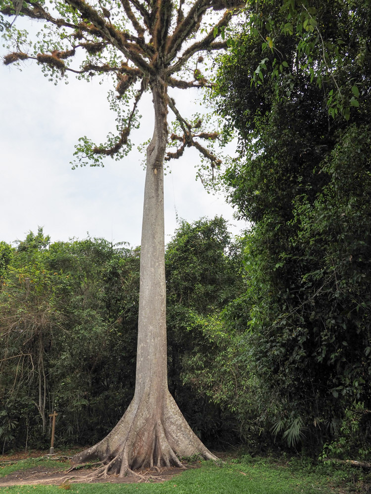 Tikal Guatemala jungle reuzen boom