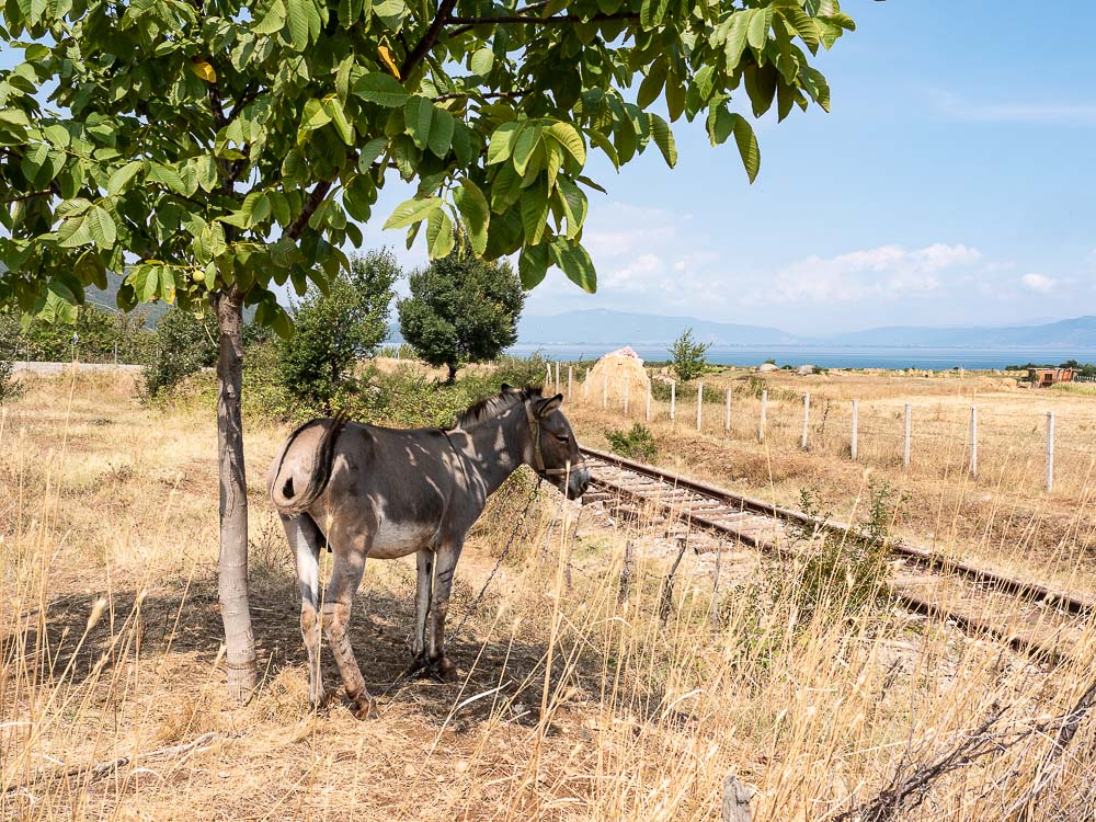 Tips Roadtrip Albanie Donkey