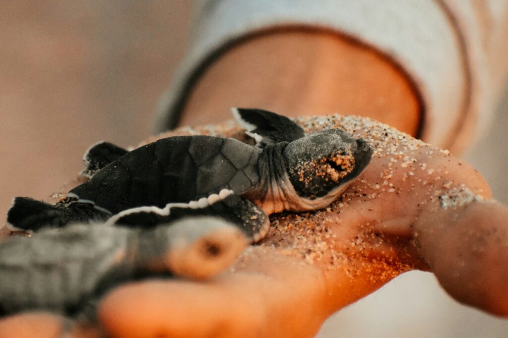 Todos Santos mexico schildpadden las playitas