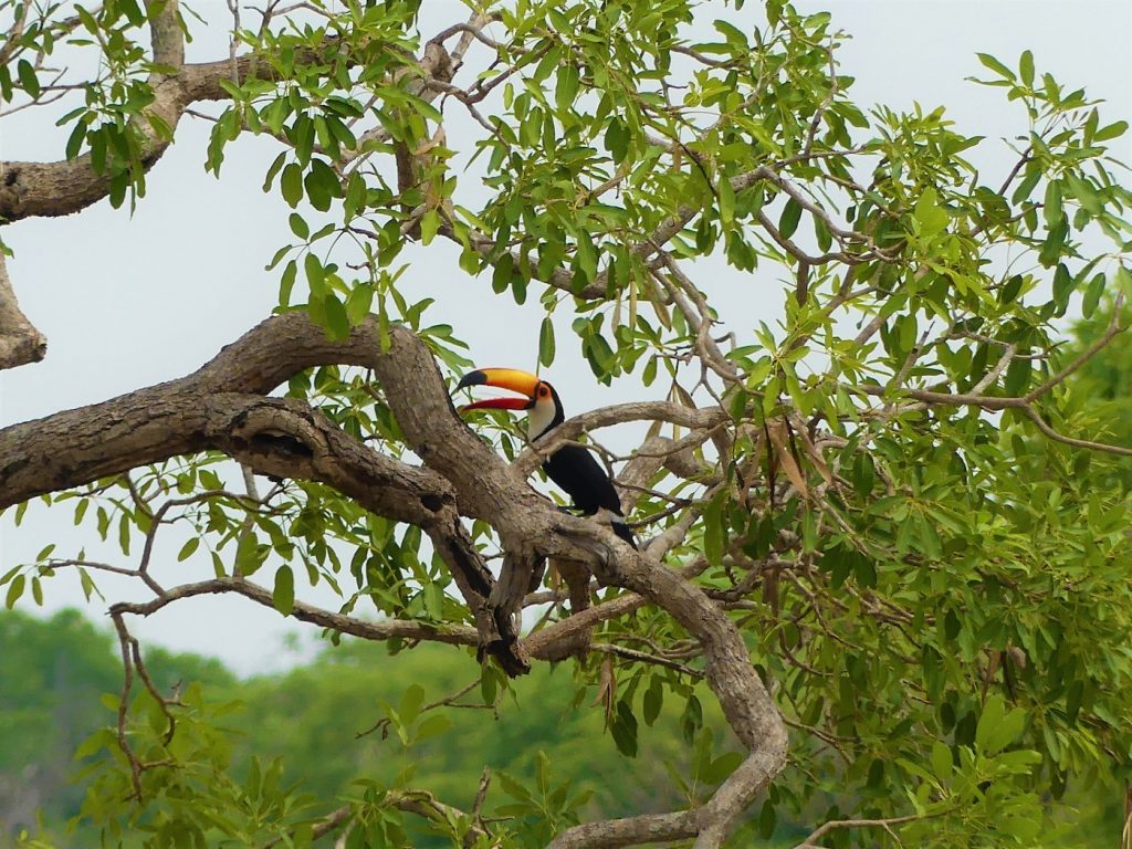 Toekan Pantanal Brazilie