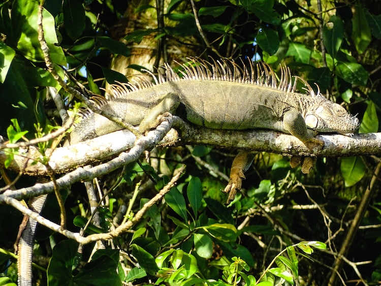 Tortuguero dieren wildlife costa rica backpack route