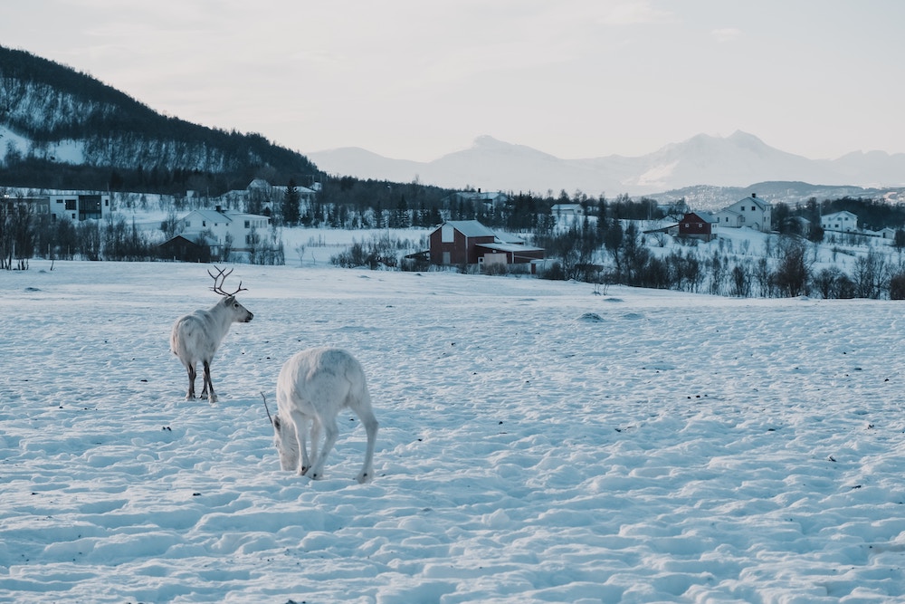 Tromso winter rendieren
