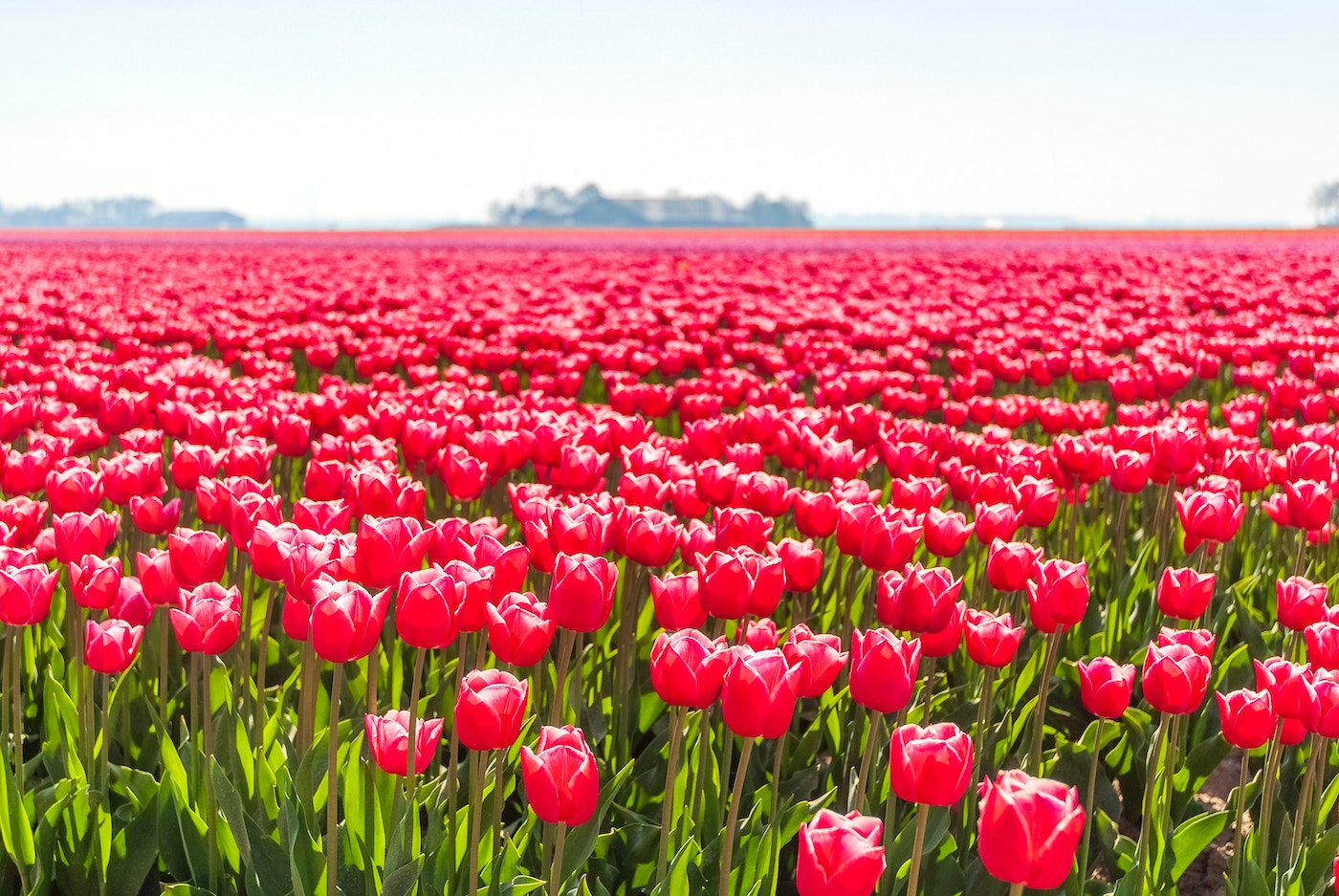 Tulpenvelden Nederland