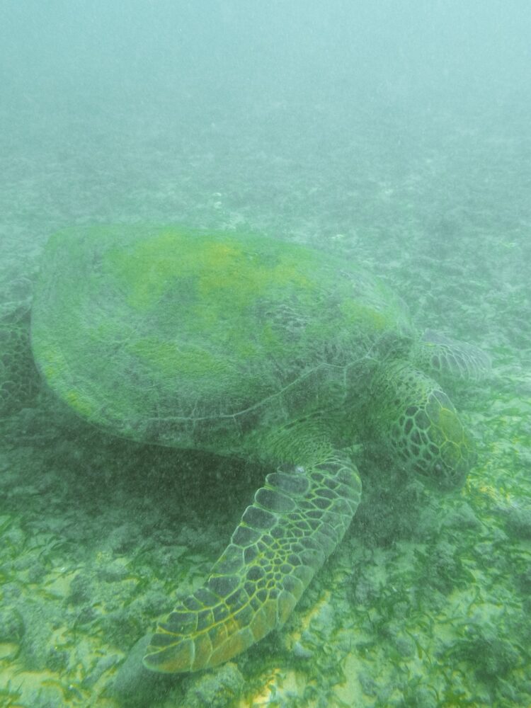 Turtle Point Hiriketiya