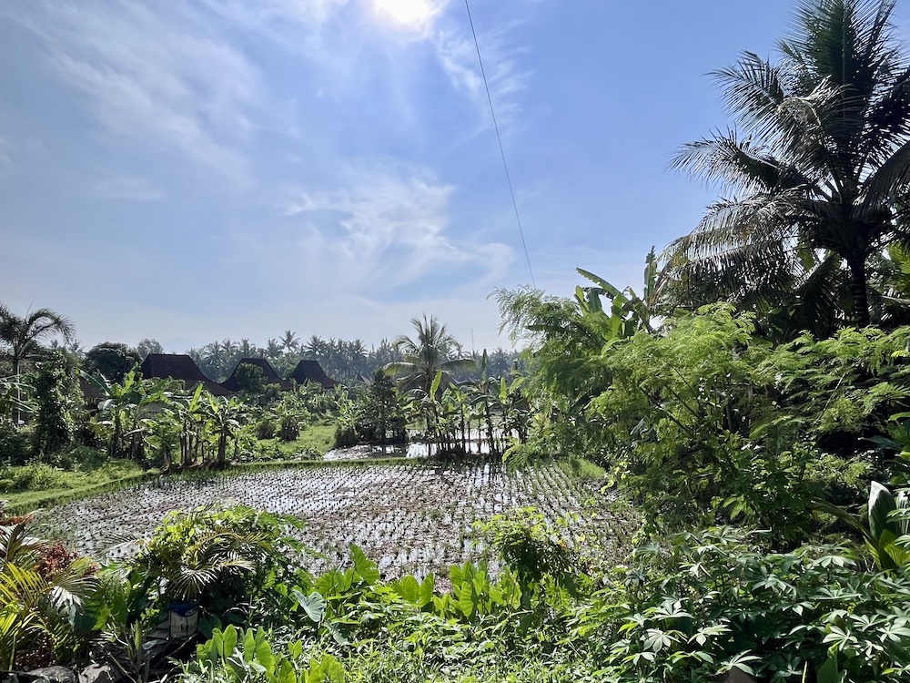 Ubud Rijstvelden, hoogtepunten van Bali