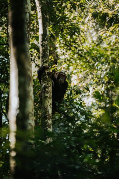 Chimpansee in Kibale Forest Uganda Nomads