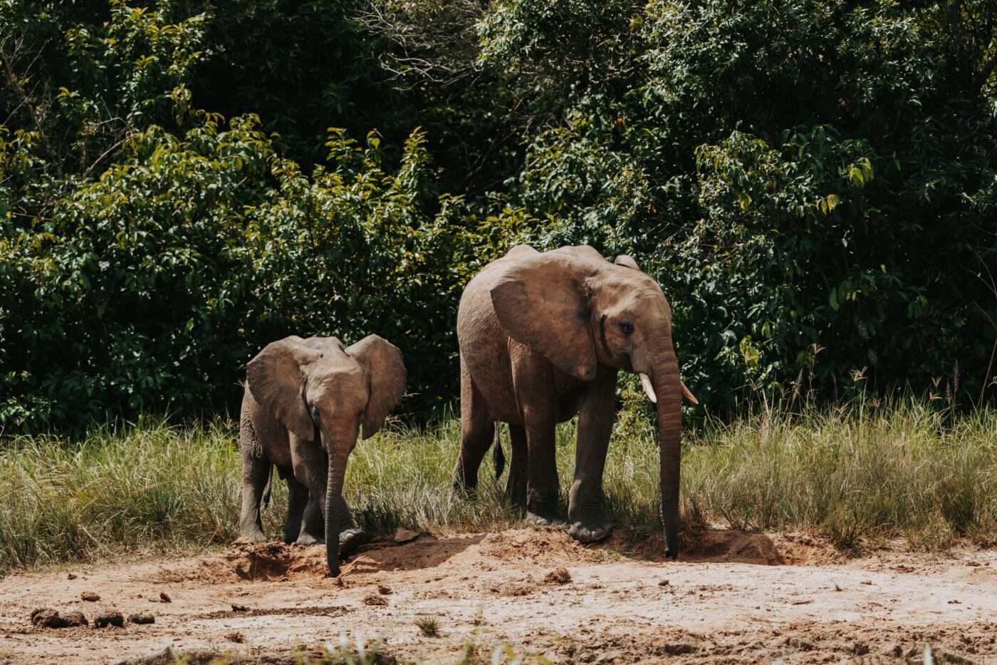 Twee olifanten in Queen Elizabeth NP Uganda