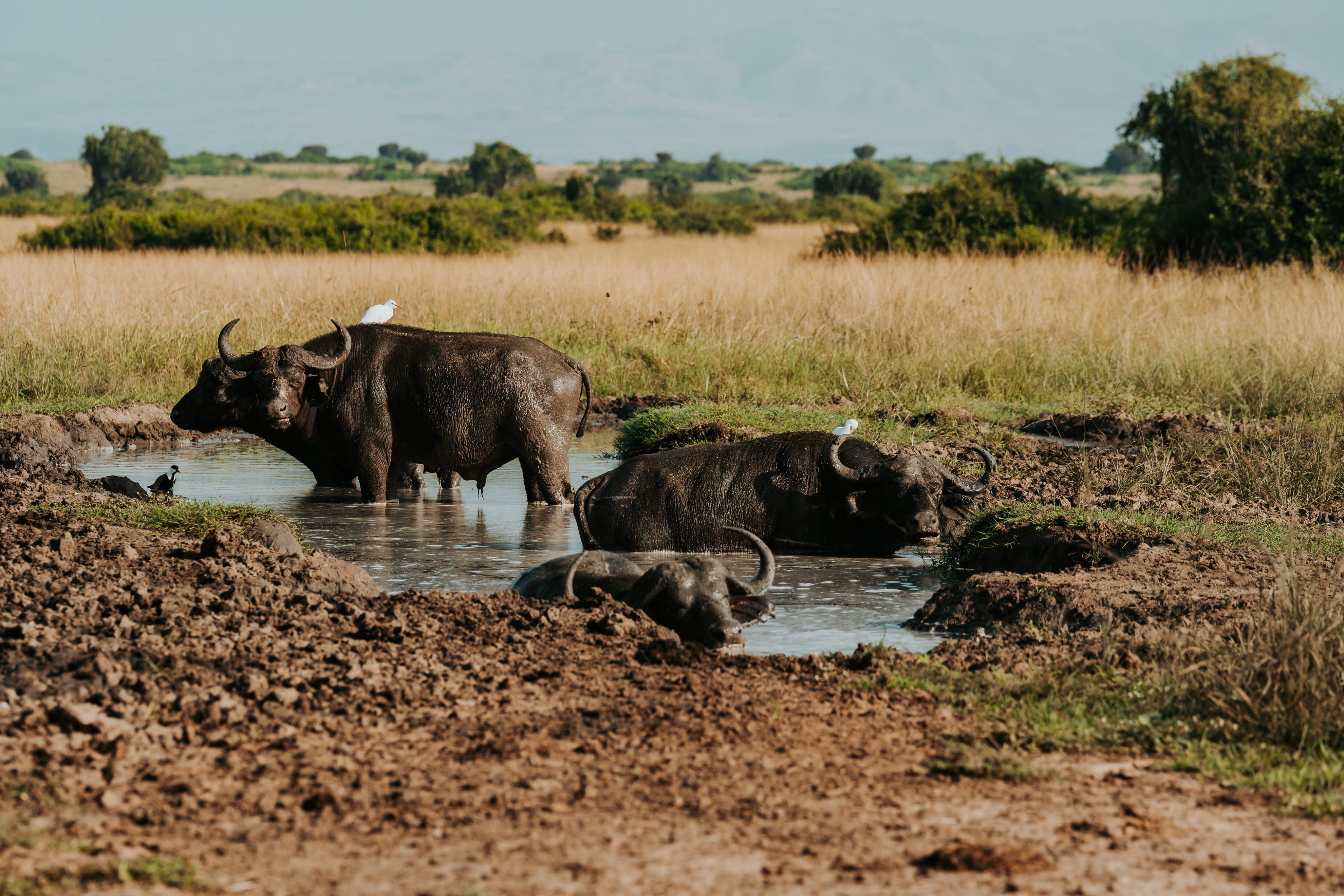 Buffels in Murchison Falls NP