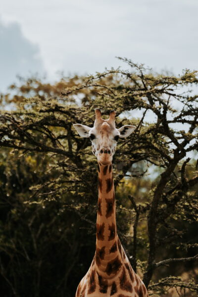 Giraf in Queen Elizabeth NP Uganda