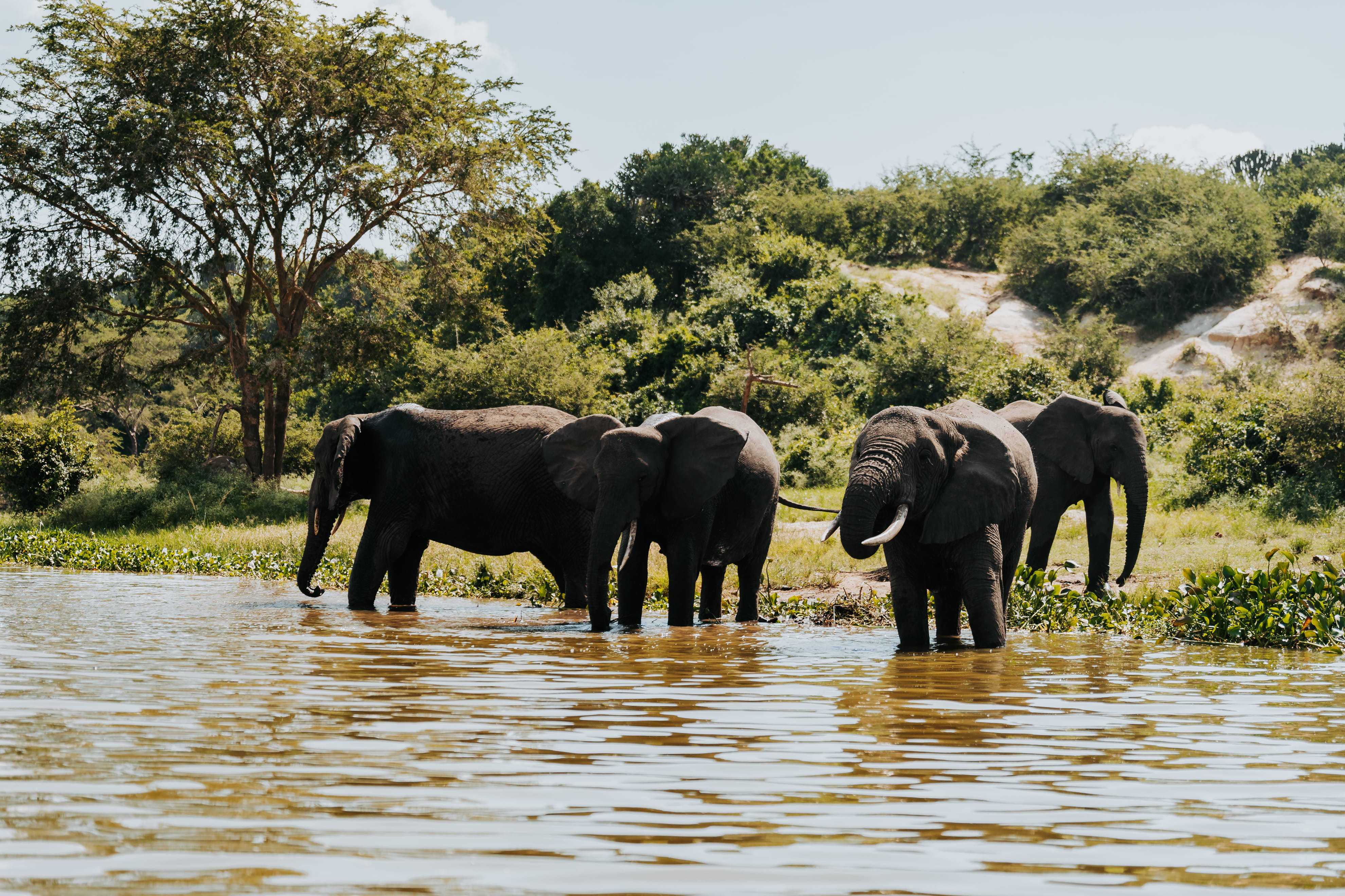 Kudde olifanten Queen Elizabeth NP Uganda Nomads 