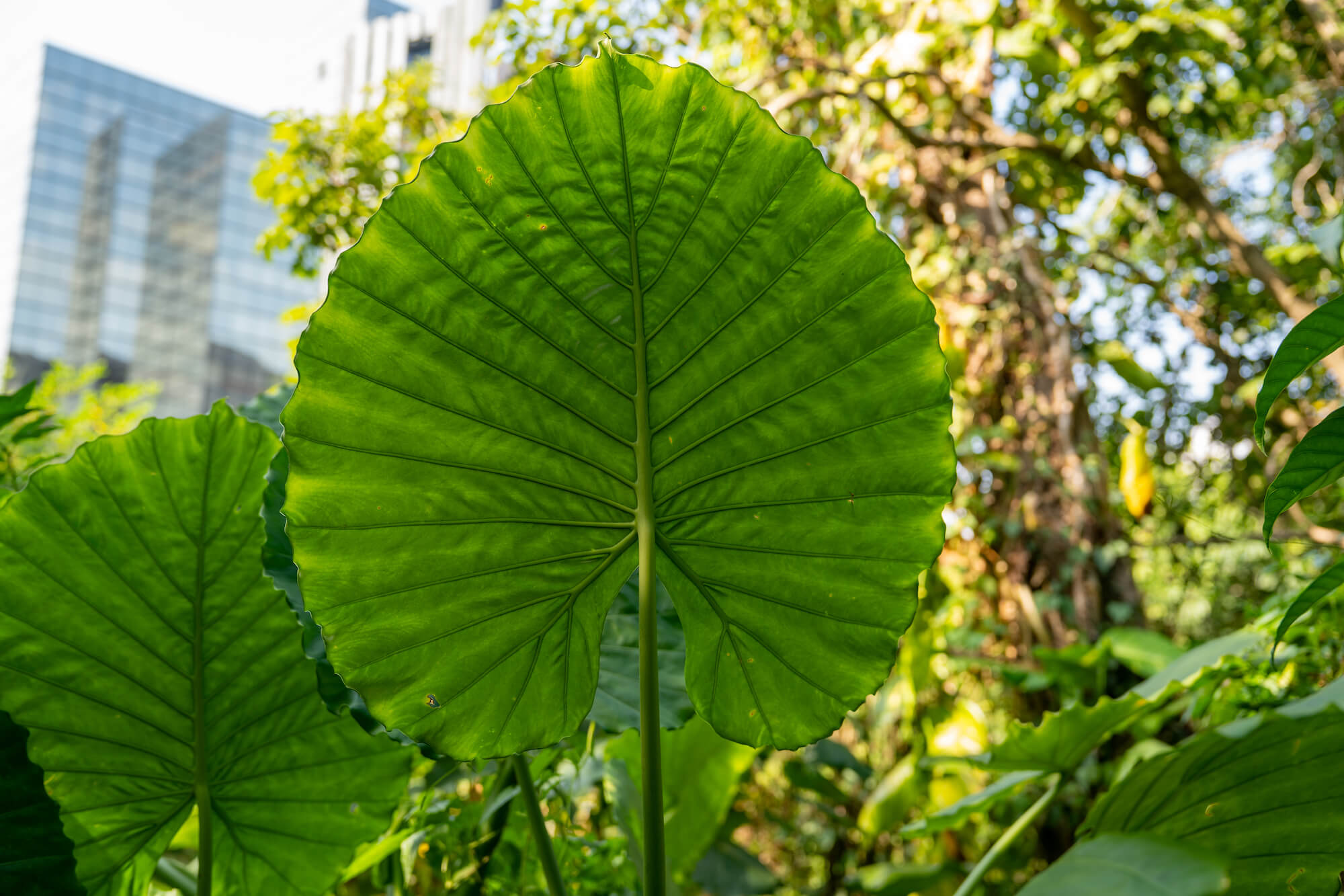 Uitzicht vanaf Elephant Mountain taipei taiwan