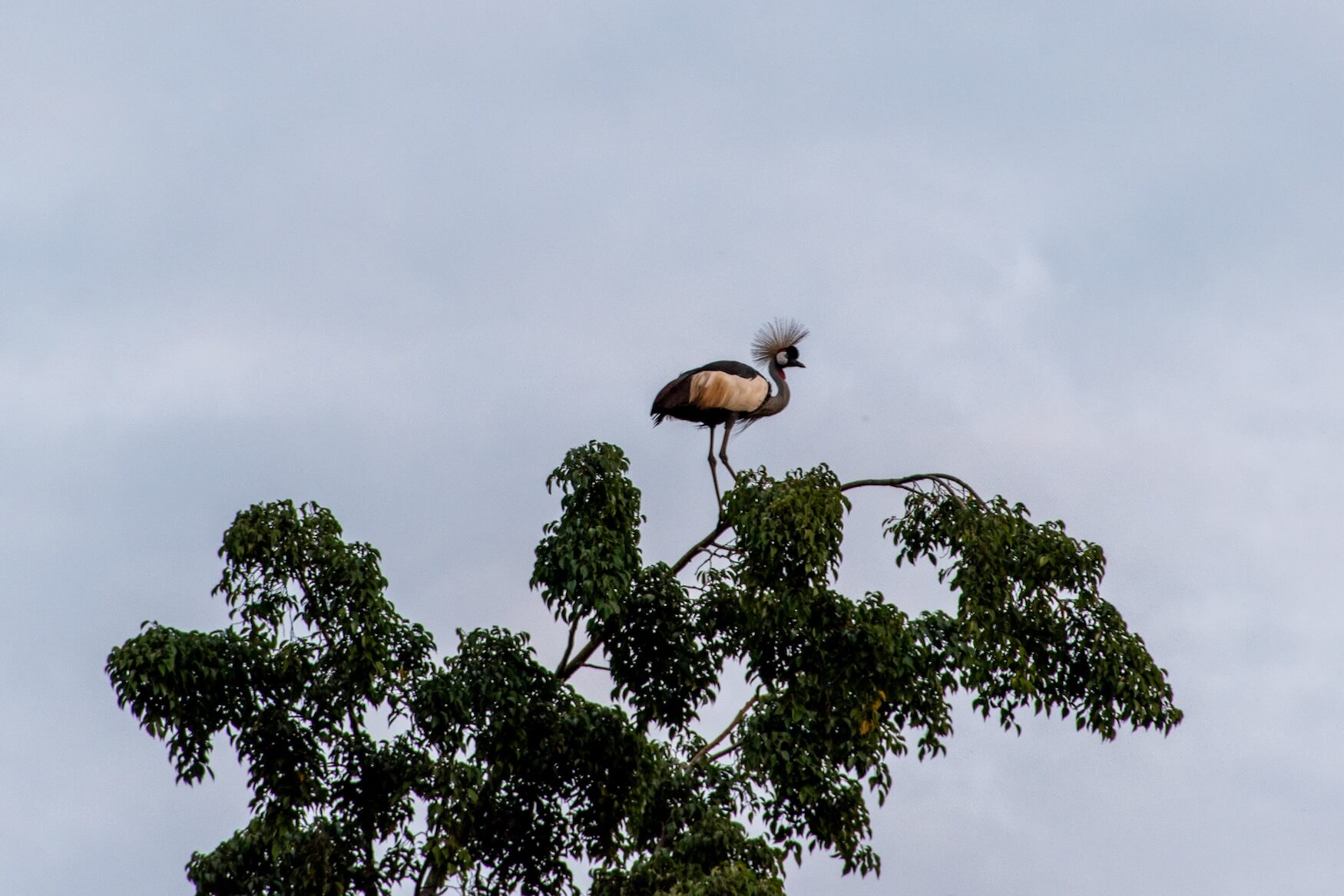 Umusambi Village Kraanvogel, Reisroute Rwanda