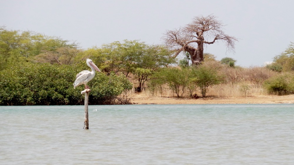 Vakantie Senegal Lagune Somone