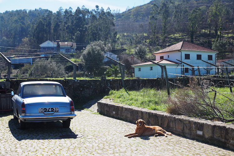 vakantie noord portugal Vale dos Ares wijngaard