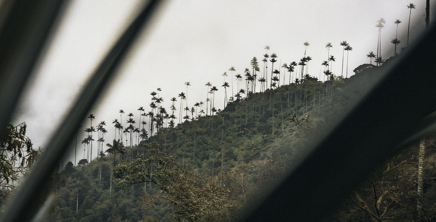 Valle de Cocora palmbomen