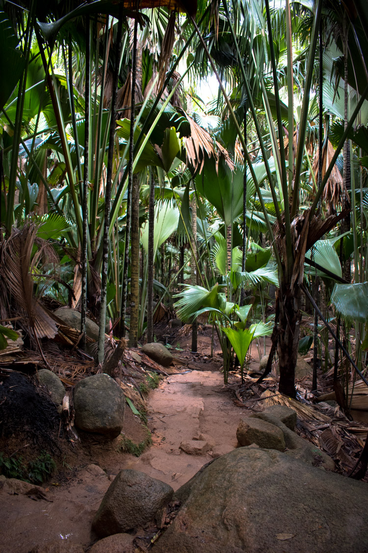 Vallee de mai pad door de jungle praslin seychellen