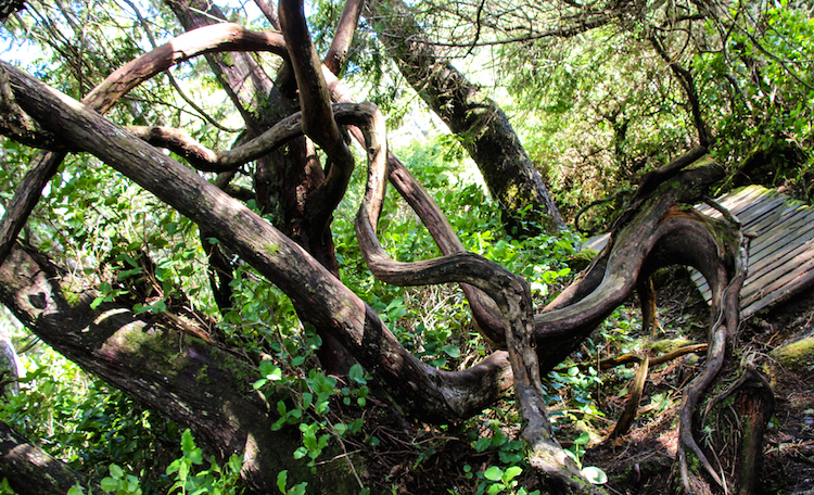 Vancouver Island natuur