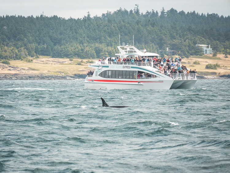 Victoria whale watching tour orca
