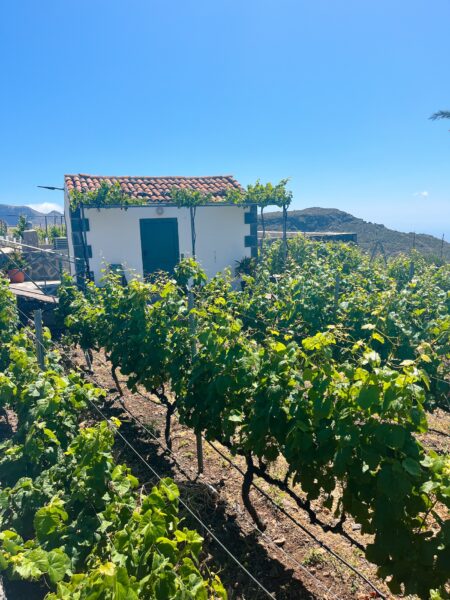 Viños Niray