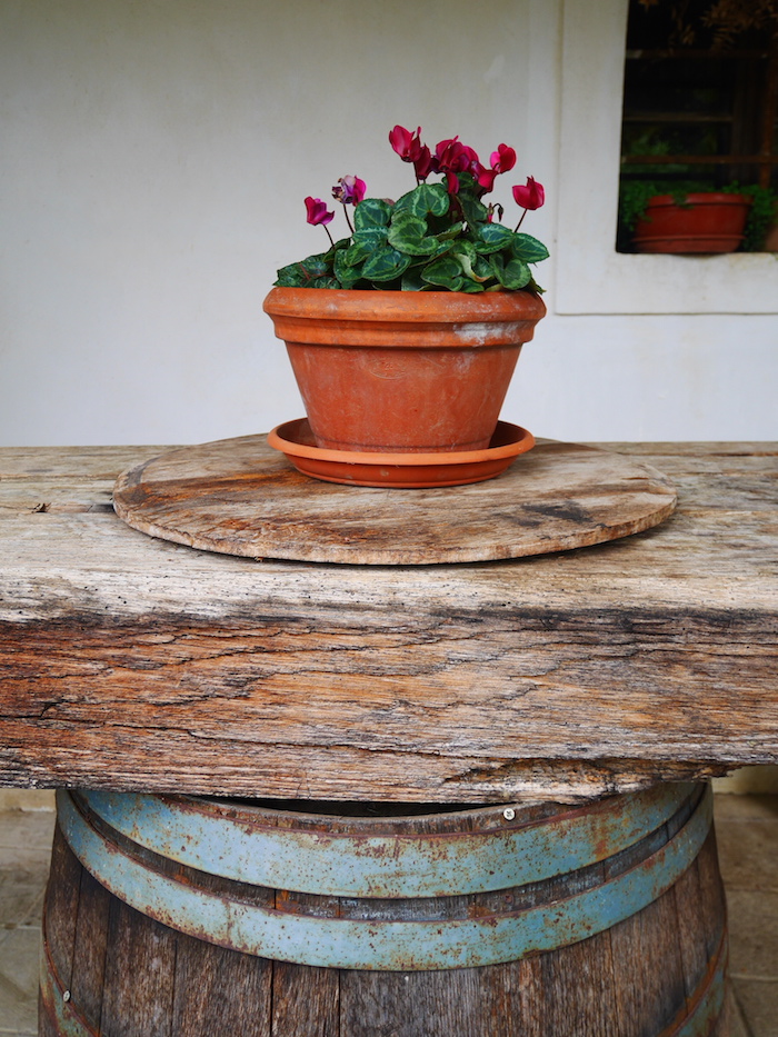 Vipava wine tilia
