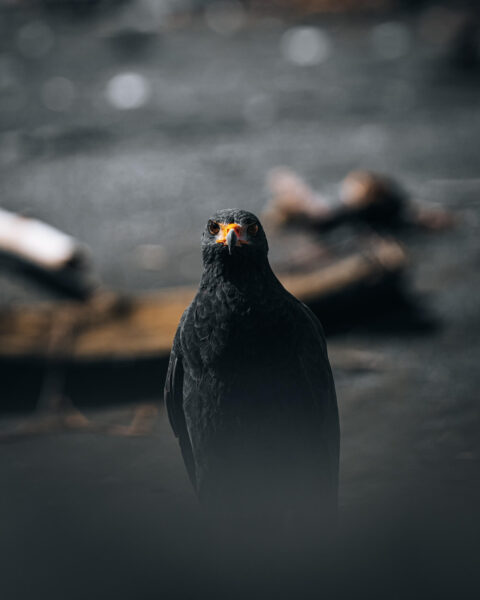 Vogel in de natuur Costa Rica