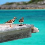 Vogels The Exumas Bahamas