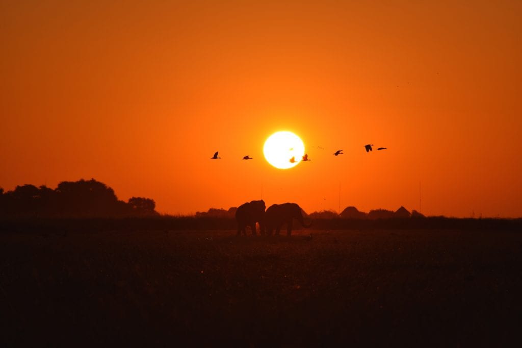 Vogels olifanten zonsondergang botswana backpack avontuur