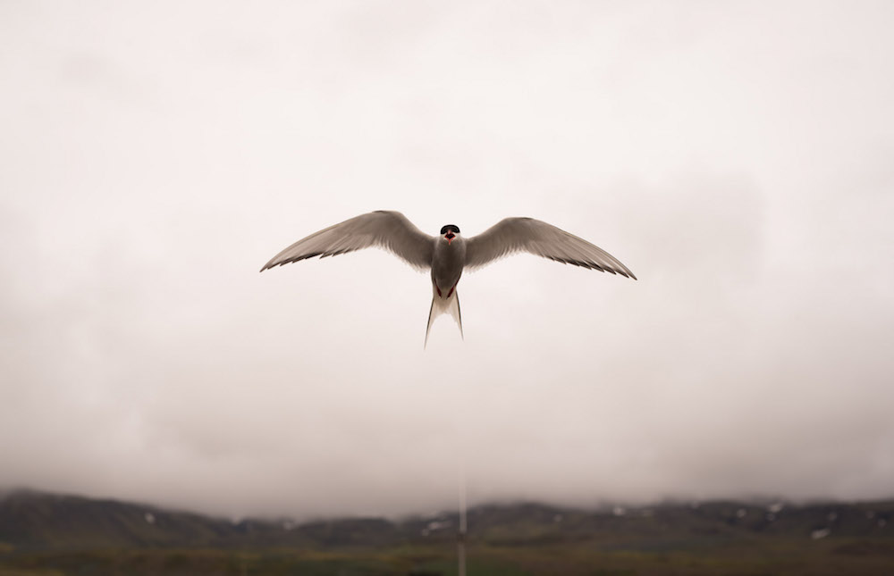 Vogelspotten IJSland