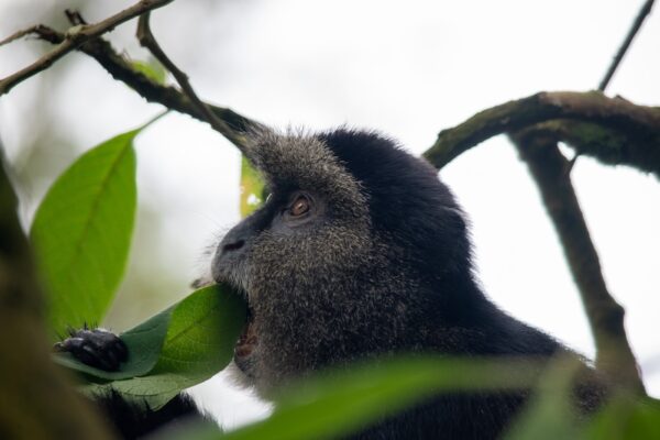 Volcanoes Golden Monkey