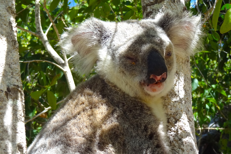 Vrijwilligers werk doen in australie