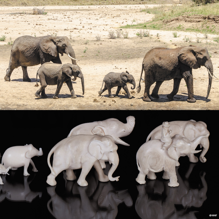 WNF-olifanten en ivoor met credits
