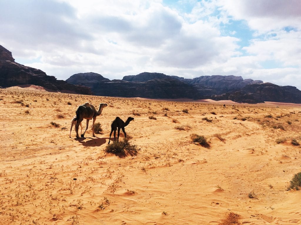 Wadi rum kamelen rit jordanie