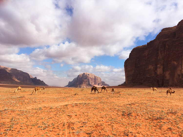 Wadi rum kamelen woestijn