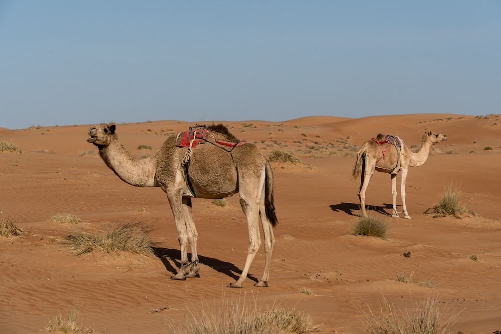 Wahiba Sand woestijn kamelen