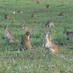 Wallabies dieren in australie