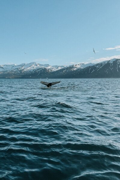 Walvis bij Husavik, IJsland