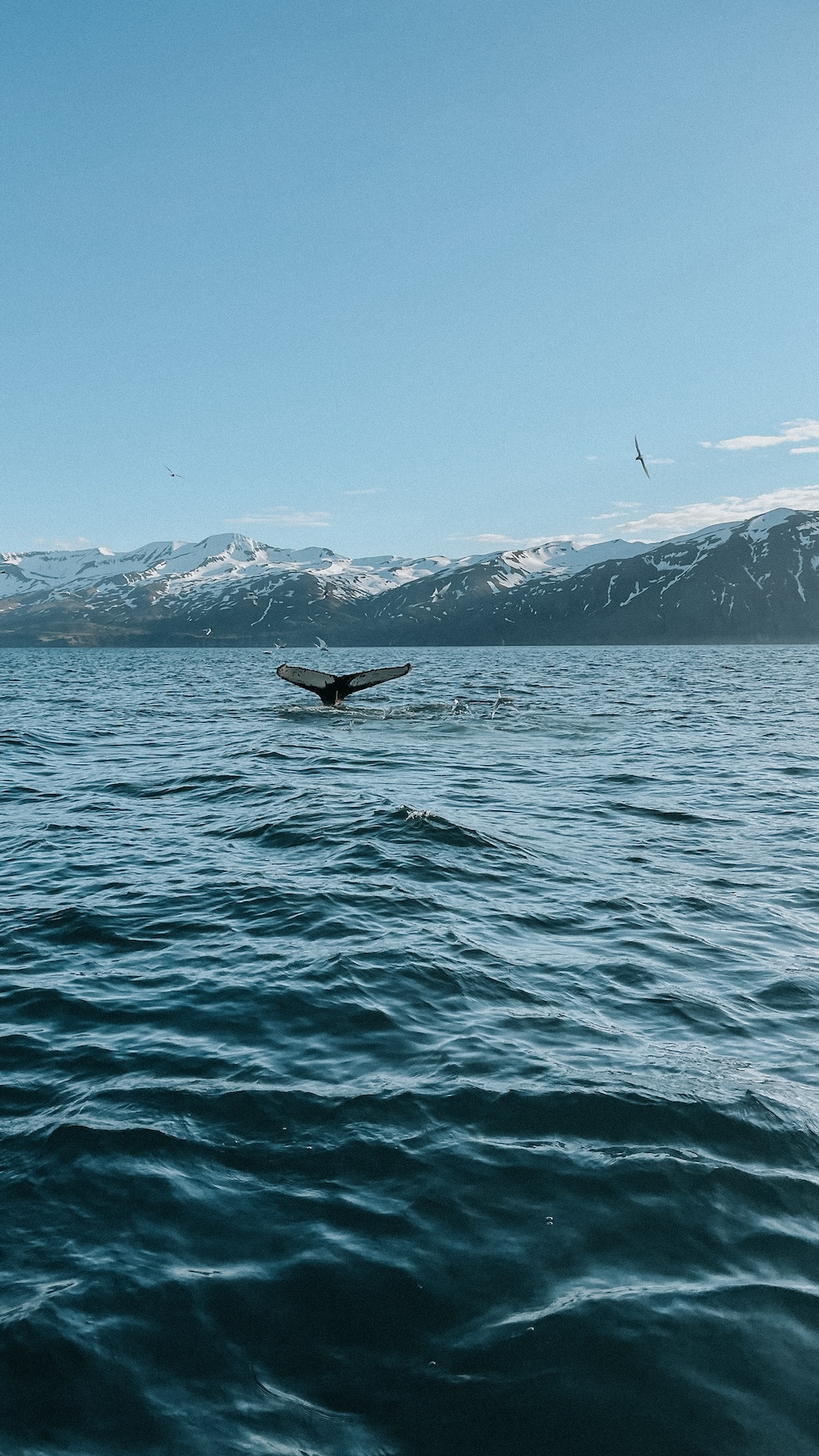 Walvis bij Husavik, IJsland