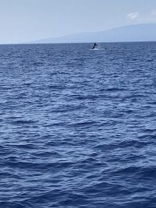 Walvissen spotten in Hawaii