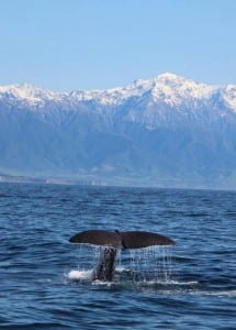 Walvissen spotten nieuw zeeland tips