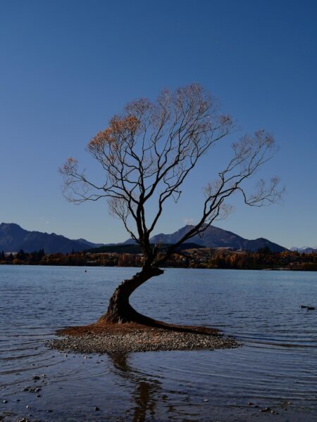 Wanaka Tree