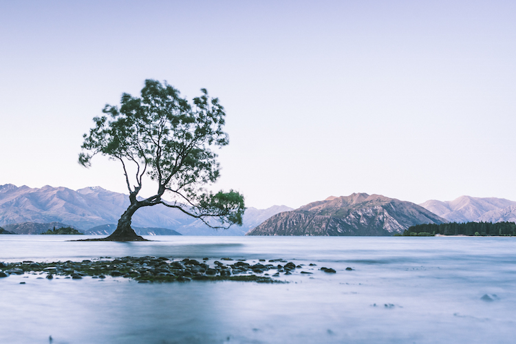 Wanaka-Tree-in-Nieuw-Zeeland-fotospot-WeAreTravellers-Yannick-De-Pauw