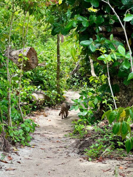 Wasbeer in Cahuita, Costa Rica