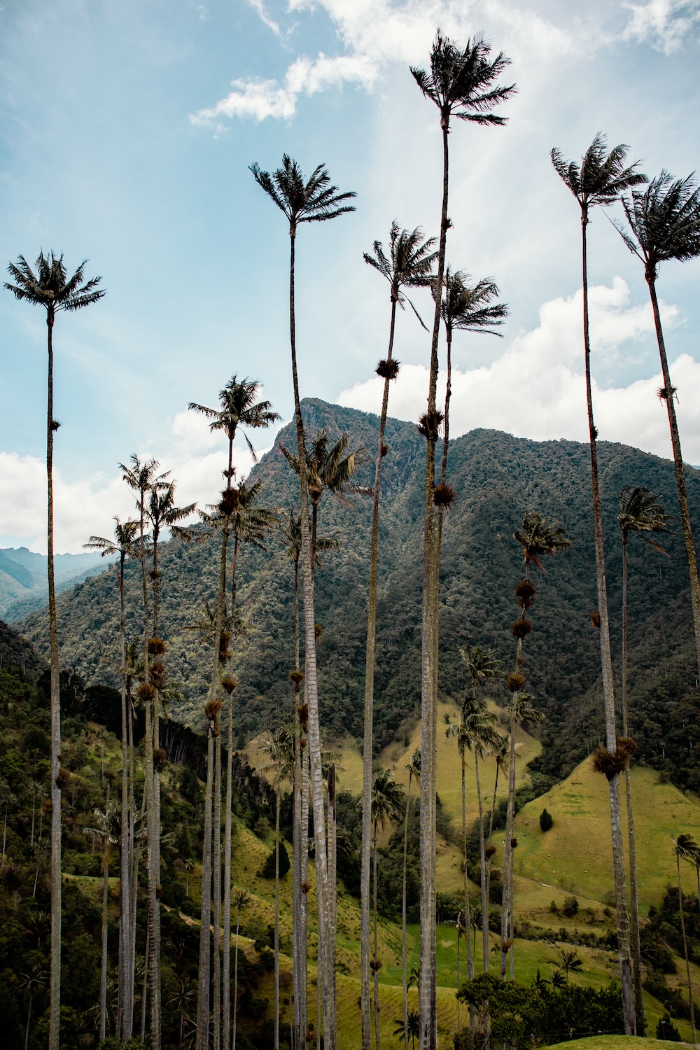 Wat te doen Colombia, Cocora palmbomen